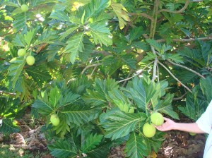 Akiko Breadfruit
